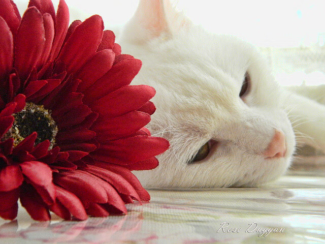 文艺复兴的现代演绎,佛罗伦萨艺术足球如何以战术编织力压制塞内加尔野性力量