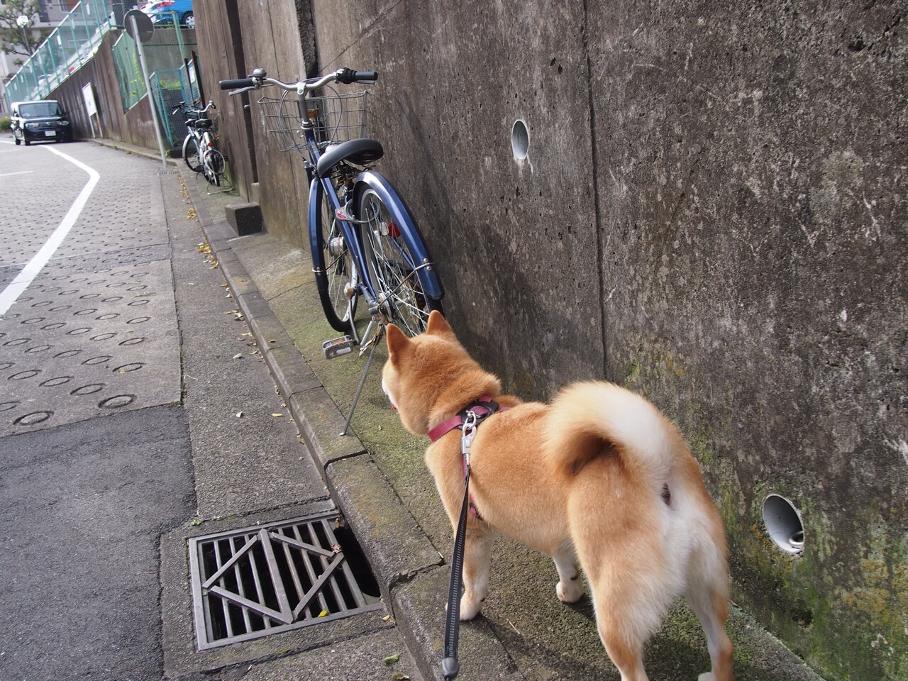 当上海滩遇见库里的海啸,NBA超级巨星如何主宰CBA焦点战