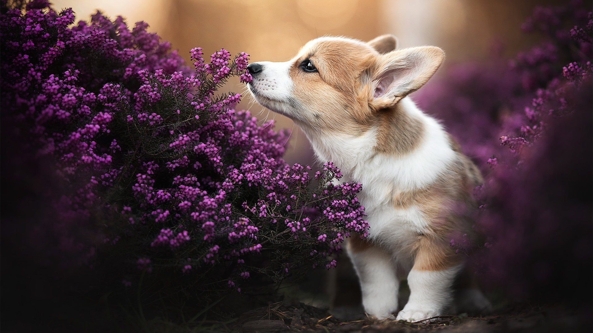 开云体育中国-声浪中诞生，当赛道成为球场