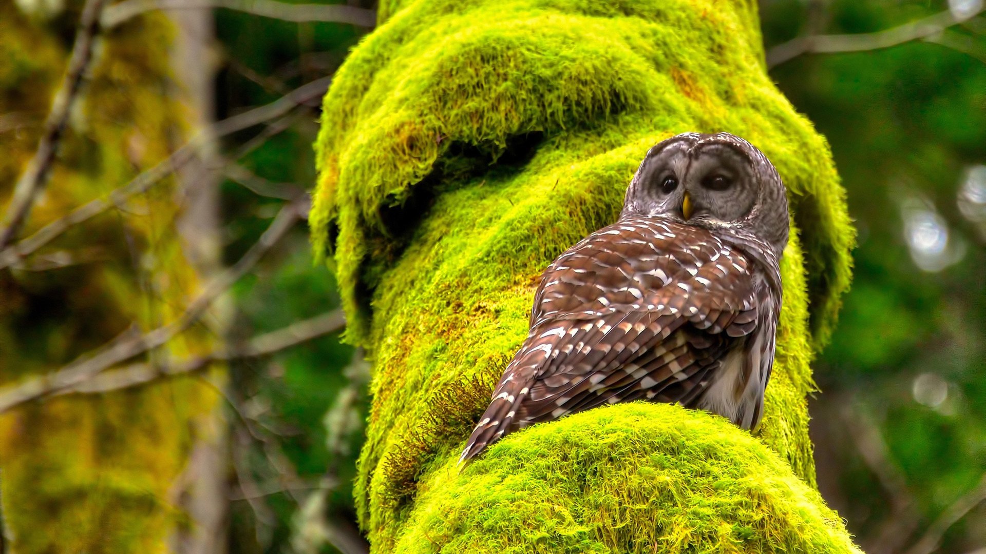 开云体育在线-从团队风暴到个人闪耀，英格兰冲垮乌拉圭与加维欧冠接管的足球双重奏