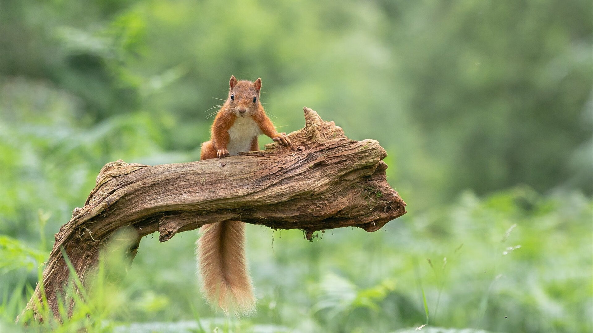 球场上的唯一性,迪巴拉的魔法与马里之矛