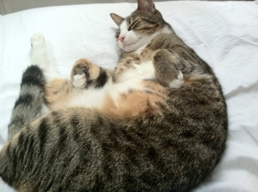 开云体育中国-守夜人之战，当库尔图瓦在命运之夜化身叹息之墙