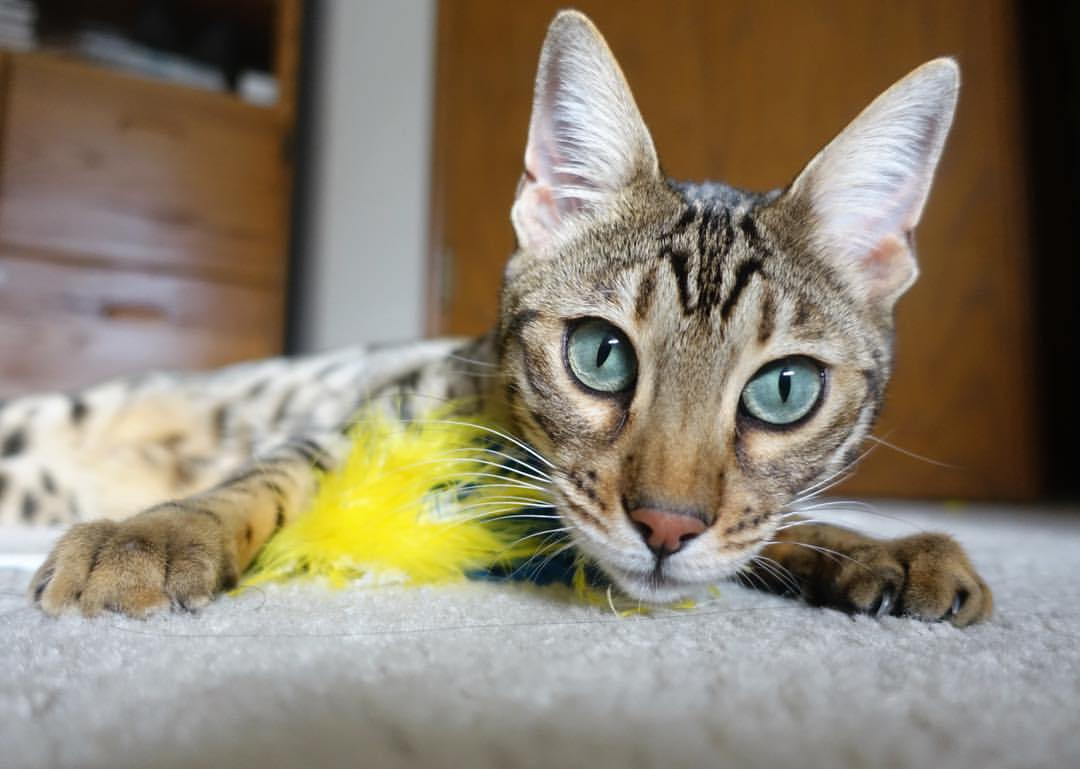 黑金交响曲，当加纳风暴遭遇黄黑壁垒，赖斯在中场画出统治的圆