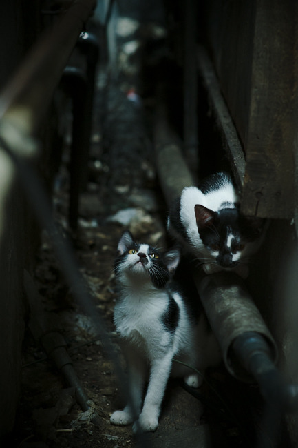 逆转狂澜！雷霆15-0攻击波窒息湖人，字母哥末节封王定乾坤