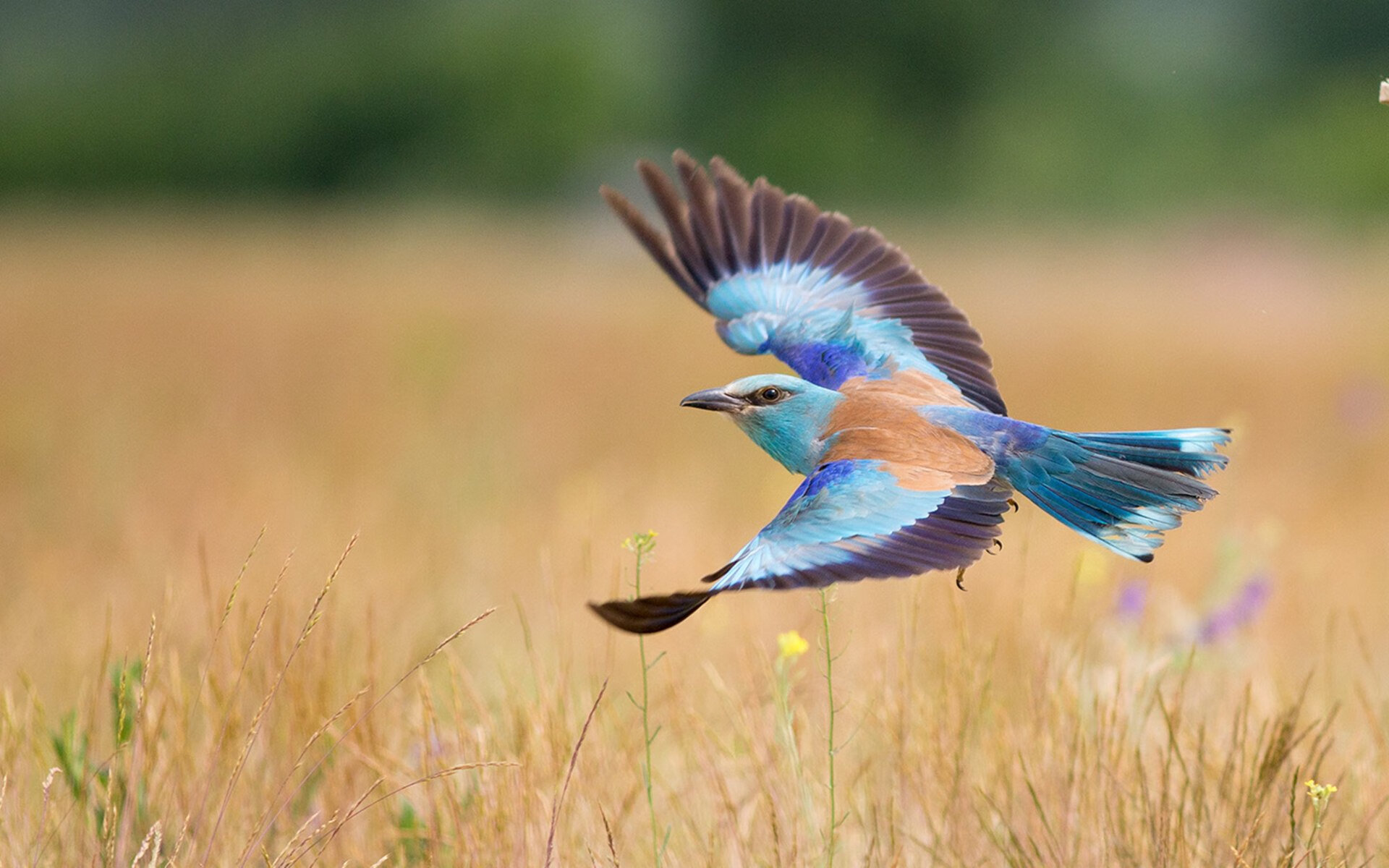F1年度争冠焦点战之际，希腊足球强势拿下拜仁的跨界震撼