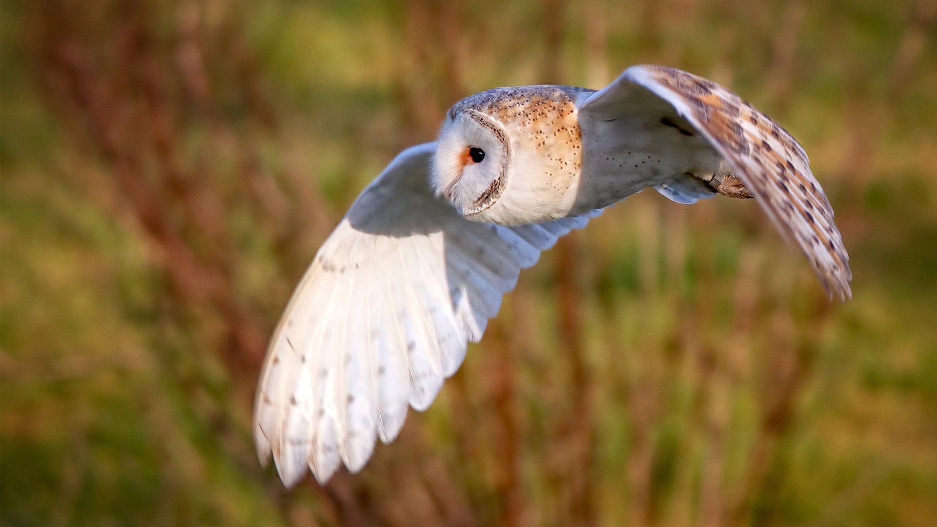 开云体育中国-逆流之战，绿茵场上的乌克兰风暴