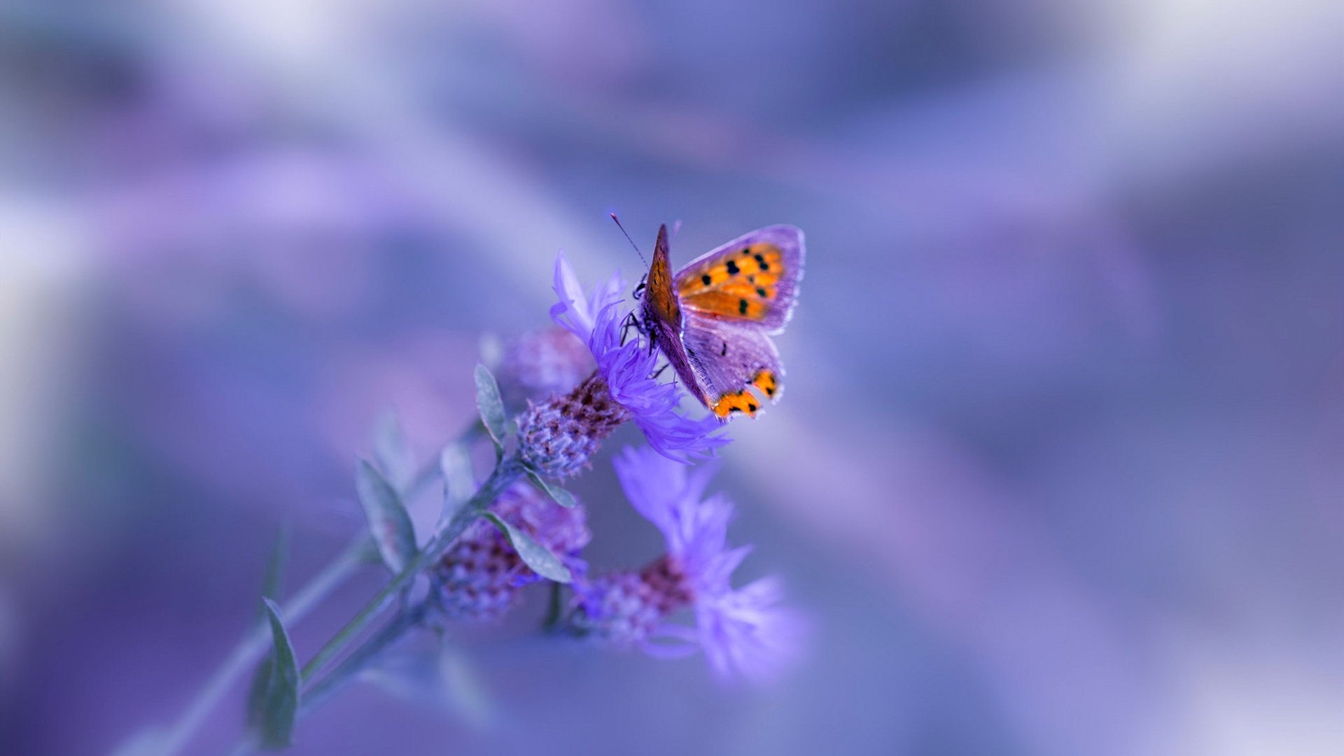 新王对决旧王试炼，班凯罗用一场教科书战役，雕刻自己与火箭的未来