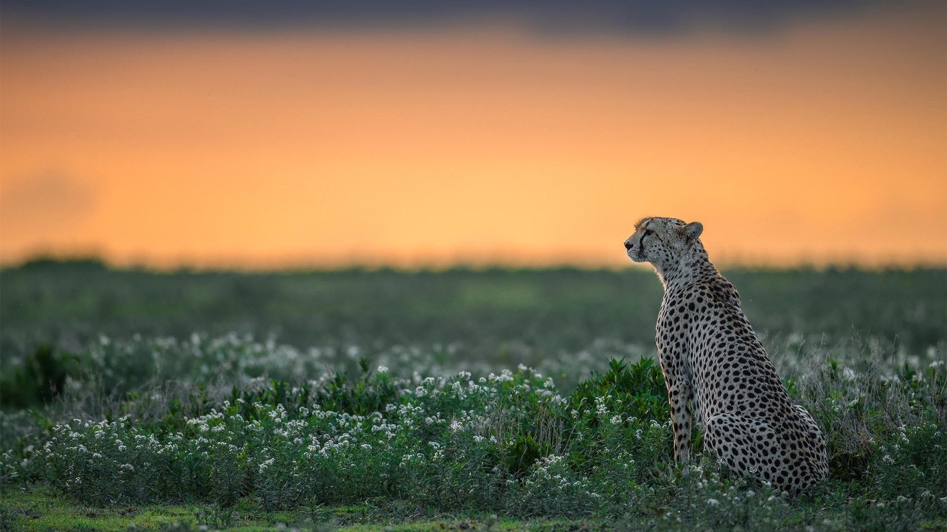 开云体育2026-新版西甲王座之战，奥利维耶一夫当关，皇马踏碎圣马梅斯堡垒