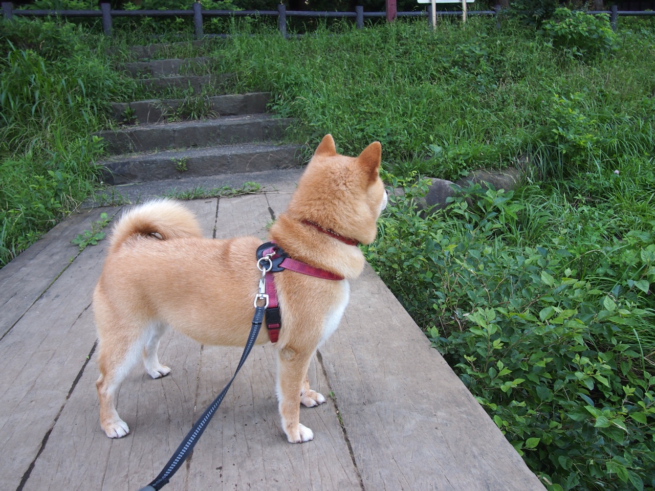 神话与工业的对决，努涅斯两记惊雷，让威斯特法伦提前陷入静默